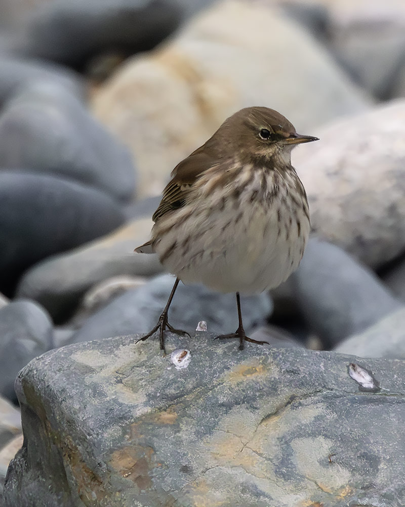 Water pipit